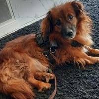 JADEN - sucht Alterssitz als Einzelprinz, Hund zur Adoption