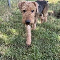 Minna sucht ein neues Körbchen, Hündin zur Adoption
