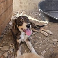 Luam - aufgeschlossener Rüde, Hund zur Adoption