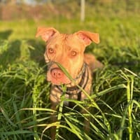 Lady - der Wirbelwind bei uns, Hündin zur Adoption