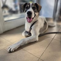 Flori - sucht sein Perfect Match, Hund zur Adoption