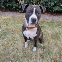 Bene Jungspund su. Zuhause, Hund zur Adoption