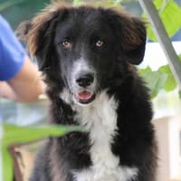 Silva, Pflegestelle in Hessen, Hündin zur Adoption