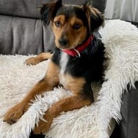 Figo, verträglich, freundlich, offen, Hund zur Adoption