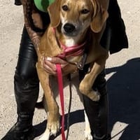 Sonnenschein Milena sucht ihre Menschen!, Hündin zur Adoption