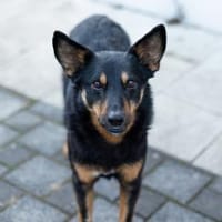 HERO - Wird er dein neuer Held?, Hund zur Adoption
