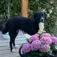 Bildhübsche Blake, Hündin zur Adoption