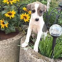 Aira ein liebes Mädchen, Hündin zur Adoption