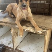 Junghund Dzesi sucht Zuhause, Hund zur Adoption