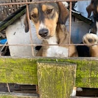 Edvard - lieb, sanft, treu, Hund zur Adoption