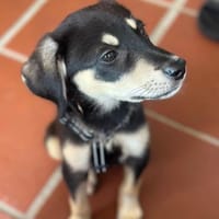 WINA - Sonnenschein zum Verlieben, Hündin zur Adoption