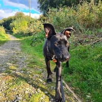 Melody braucht Ruhe, Hündin zur Adoption