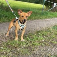 Brownie, fröhlicher Junghund, Hund zur Adoption
