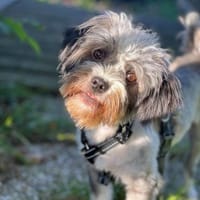 Husch  flinkes cleveres Energiebündel, Hund zur Adoption