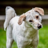 Anjali - freundliche & unsichere Hündin, Hündin zur Adoption