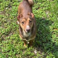 Klein aber OHHHHOOOO, Hund zur Adoption