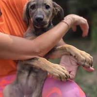 Maddie - das Welpenmädchen aus dem Müll, Hündin zur Adoption