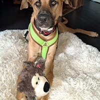 PEPA - traumhafte Junghündin 😍, Hündin zur Adoption