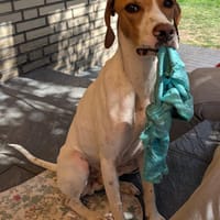 PLUTO - Zuckerschnute sucht Zuhause ❤, Hund zur Adoption