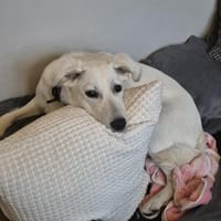 💛Thora💛sucht erfahrenes Zuhause, Hündin zur Adoption
