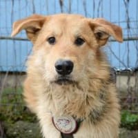 Griffin wartet in seiner Pflegestelle, Hund zur Adoption