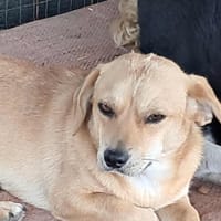 Elio, Sensibelchen sucht wieder Nähe, Hund zur Adoption