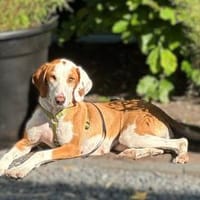 Darf ich mich vorstellen? Ich bin Lotta!, Hündin zur Adoption