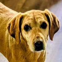 VERA soll es schön haben, Hündin zur Adoption