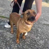 Terrier Mischling sucht aktive Familie, Hund zur Adoption