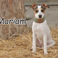 Darf Mariam die Welt bunt machen, Hündin zur Adoption