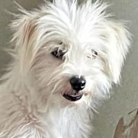 PIP -möchte ein treuer Begleiter werden!, Hund zur Adoption