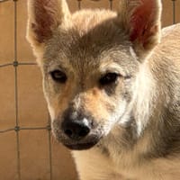 ARCANE, chien à adopter