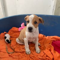 TANOS, chien à adopter