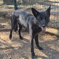 OKAMI, chienne à adopter