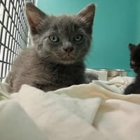 MELON, chat à adopter