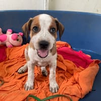 LEXY, chienne à adopter
