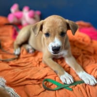 ROSE, chienne à adopter
