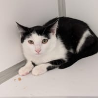 YODA, chat à adopter