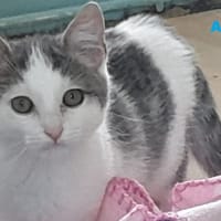 amir, chat à adopter