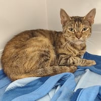 Caline, chatte à adopter