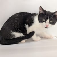 OBI-WAN, chatte à adopter