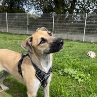 VAIANA DIT NALA, chienne à adopter