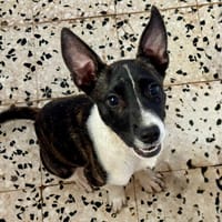 FERN, chienne à adopter