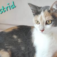 Astrid, chatte à adopter