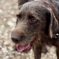 WIM, chien à adopter