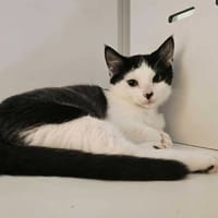 SANGY, chat à adopter