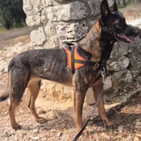 NAIKA, chienne à adopter