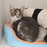 CAILLOU, chat à adopter