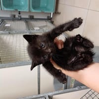 KAITY, chatte à adopter