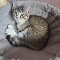 apple, chatte à adopter